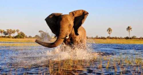 Дельта Окаванго Дельта Окаванго